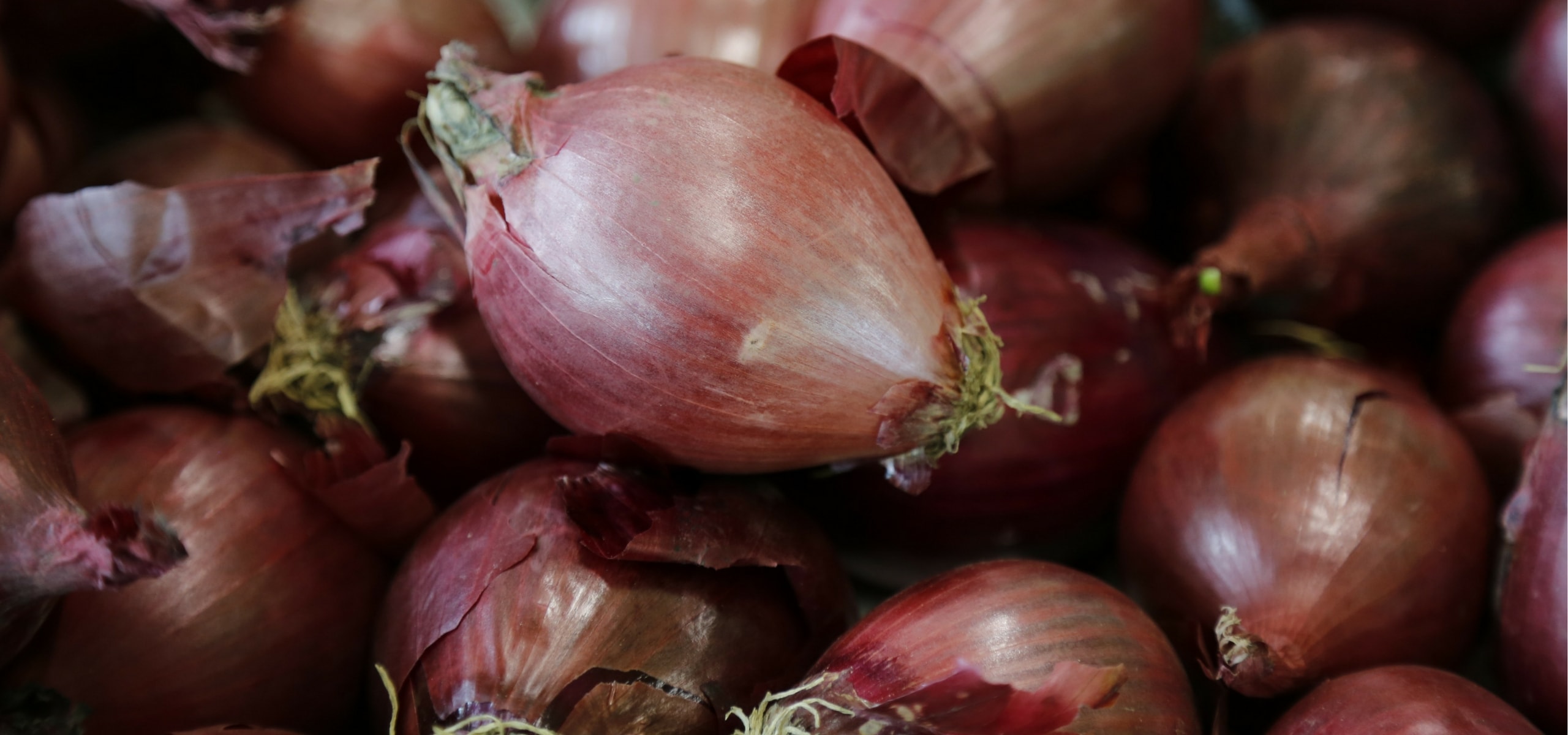 Planting garlic, shallots and onions