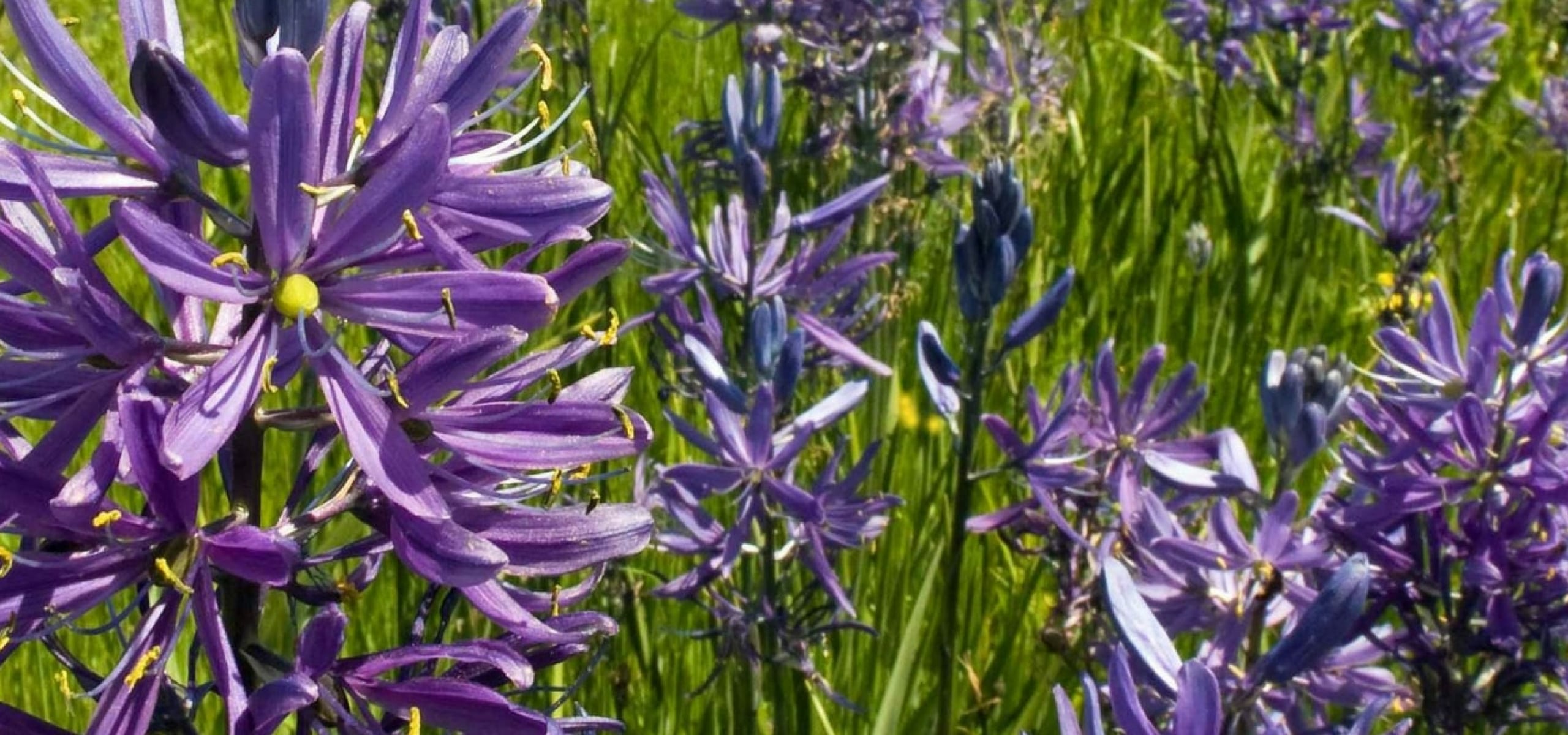 Camassias: planting and care