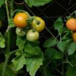 Plant tomatoes in plug plants