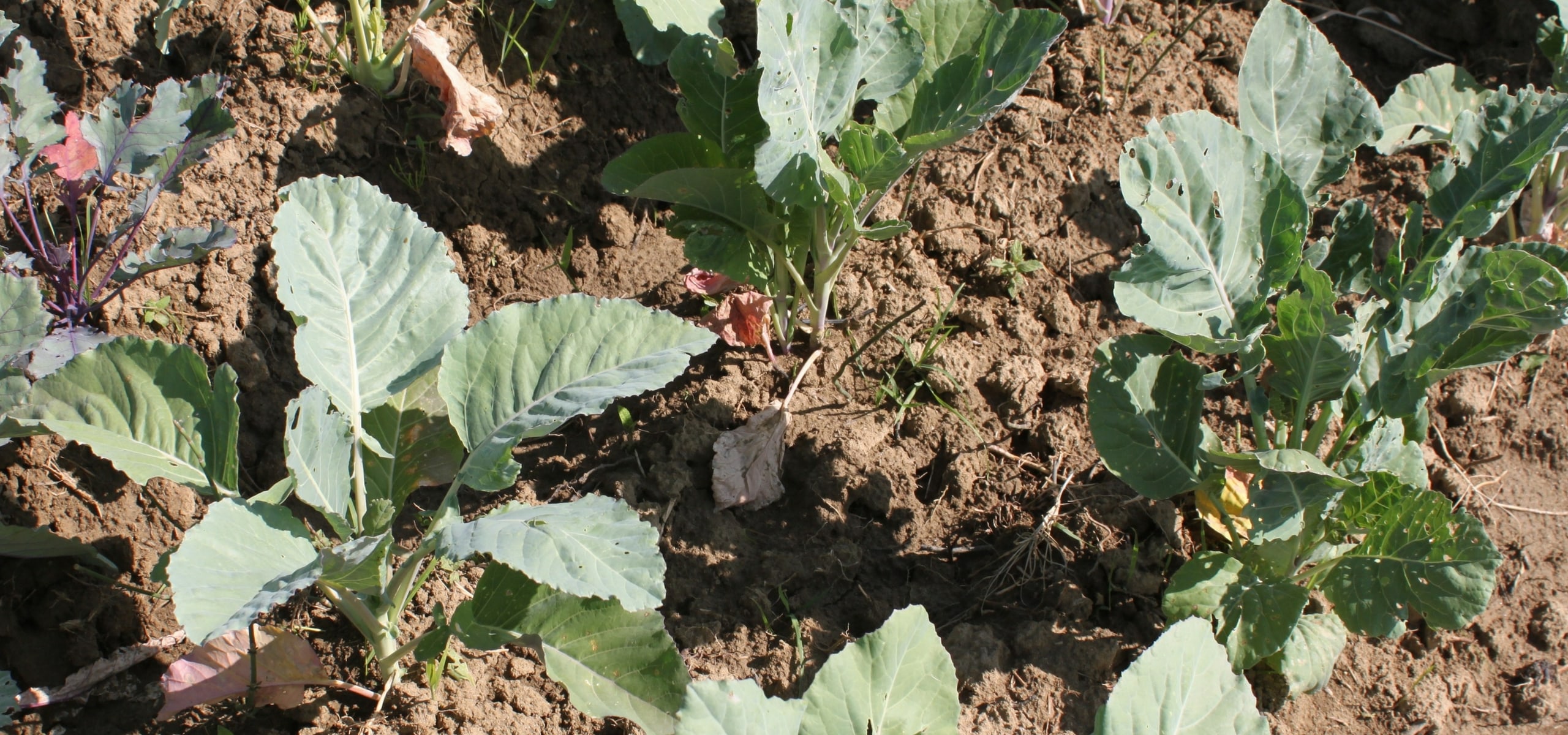 Sowing and pricking out cabbages