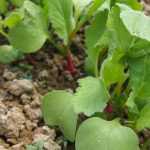 Sowing radishes