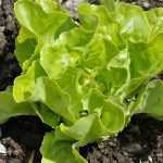 How to succeed in sowing salads?