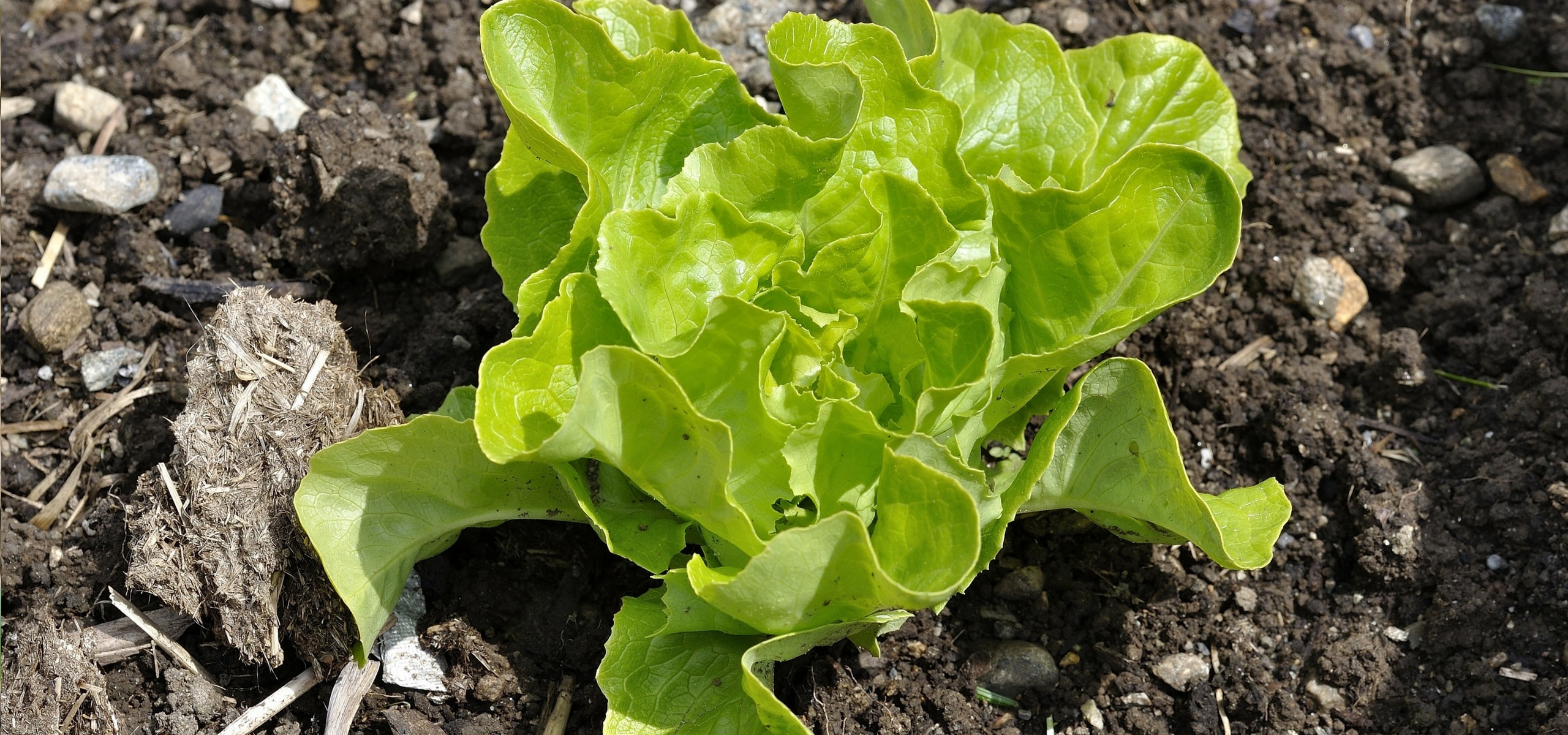 How to succeed in sowing salads?