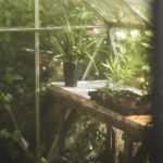 Plug plants: how to plant them well for a productive vegetable garden?