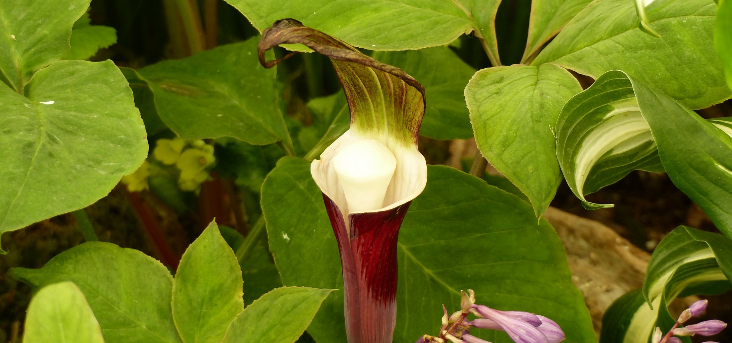 Planting arisaema