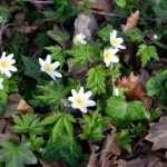 Spring anemones: planting, care and best varieties