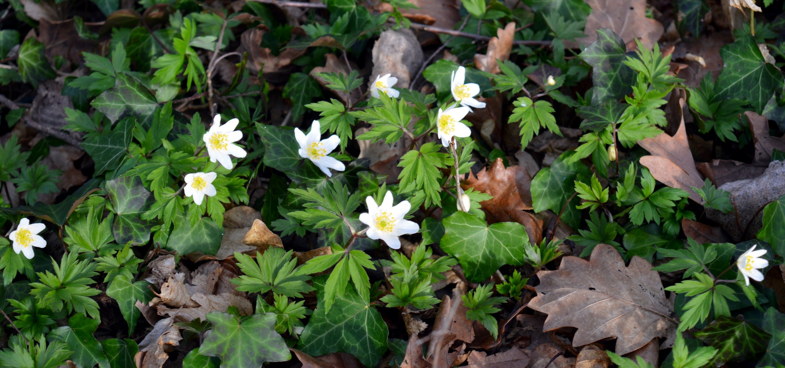 Spring anemones: planting, care and best varieties