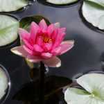 Planting water lilies