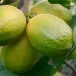 Planting citrus trees
