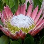 Plant and grow southern plants