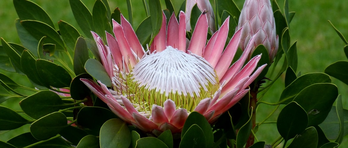 Plant and grow southern plants