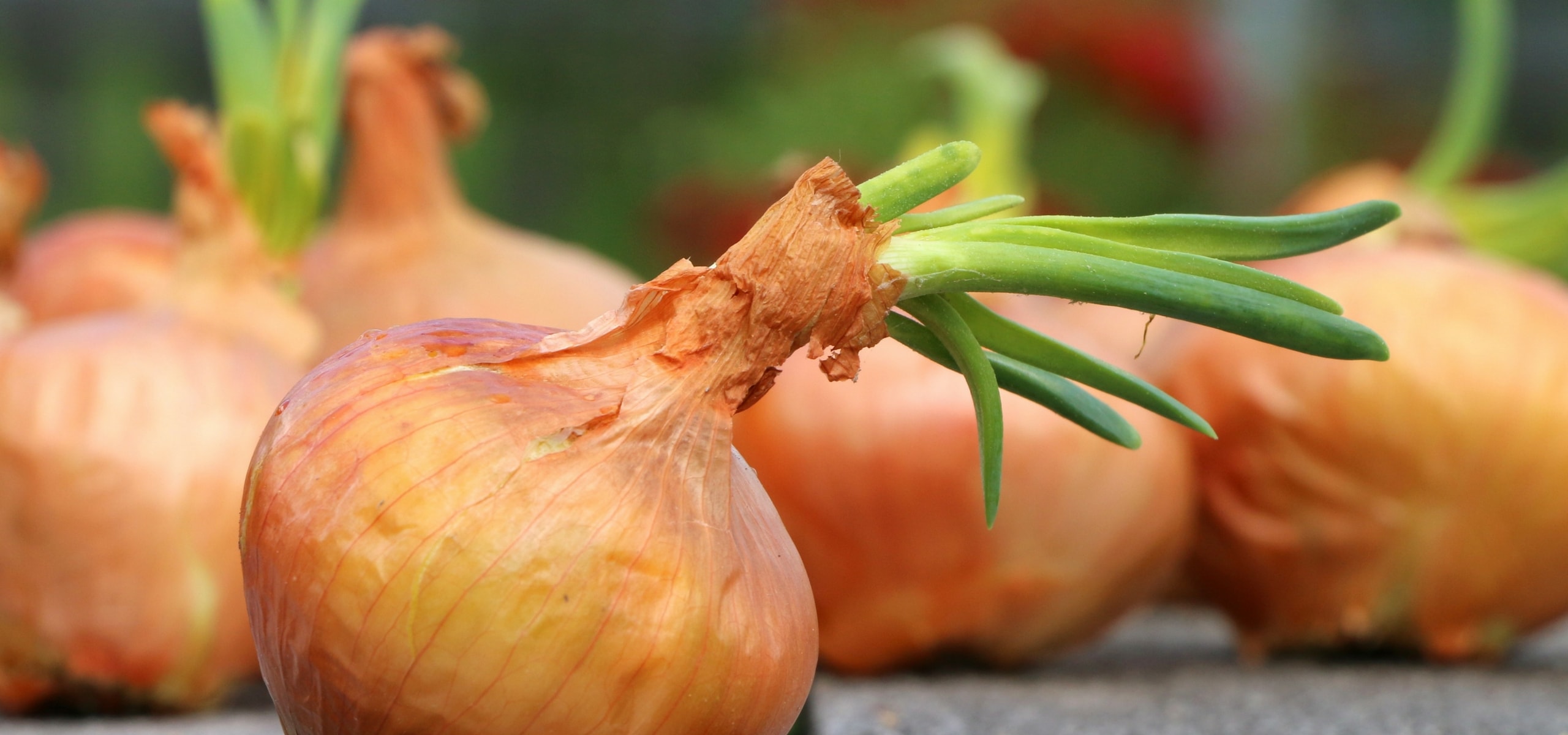 Harvesting and storing garlic, onion and shallot