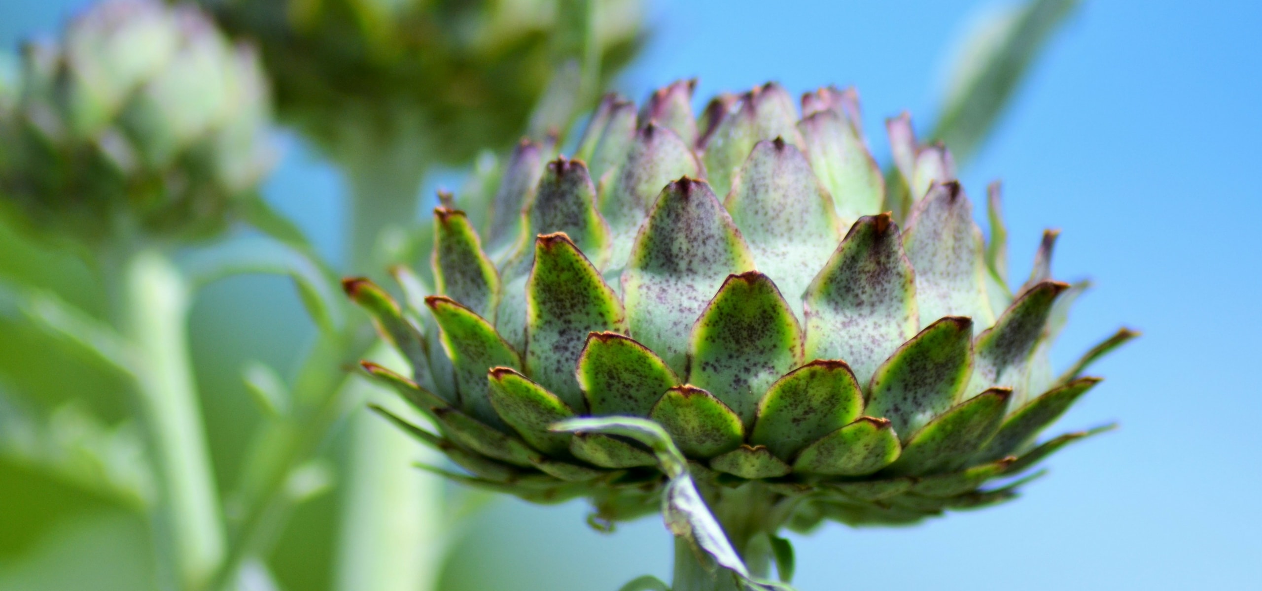 Artichoke: planting, sowing, growing and care