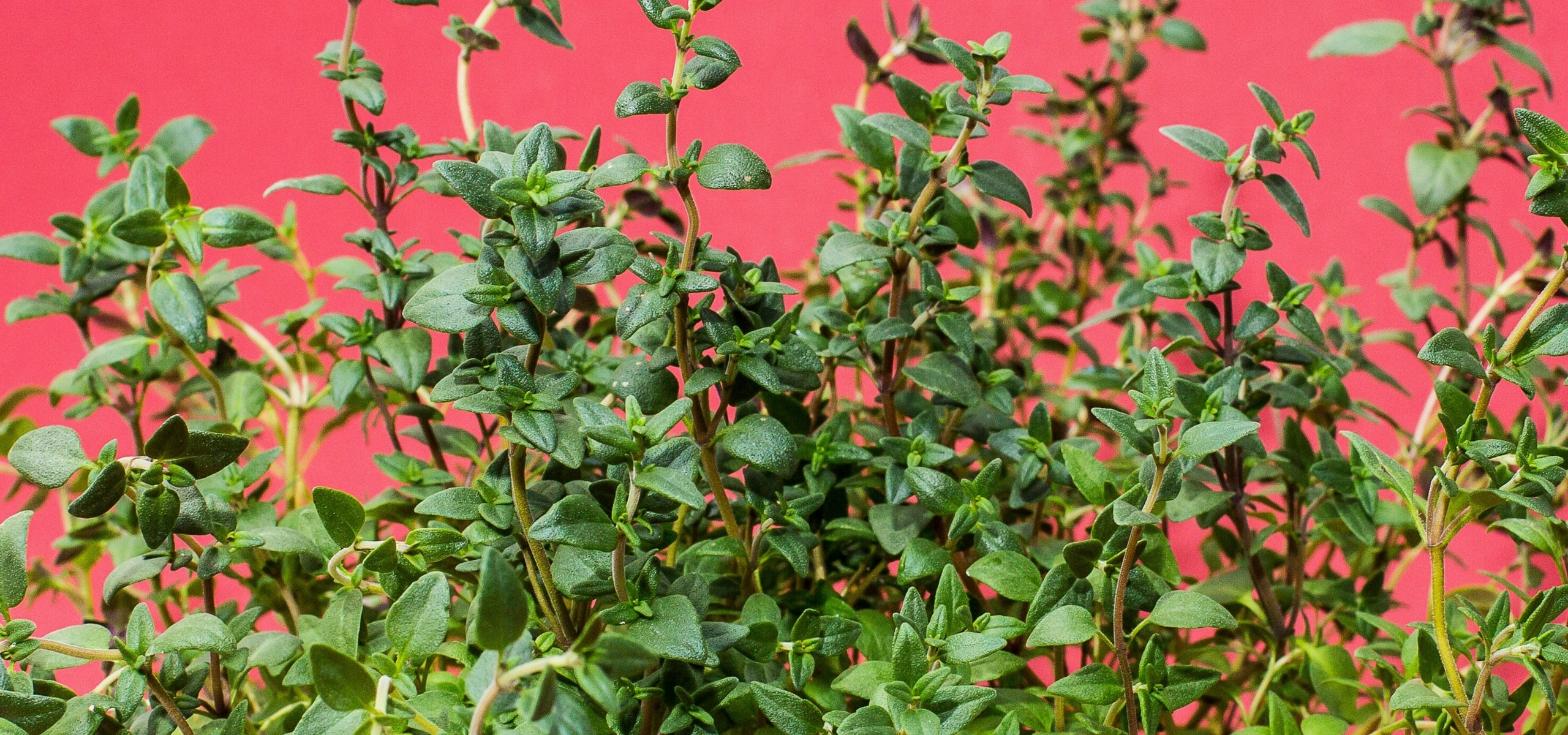 Sowing of aromatic plants