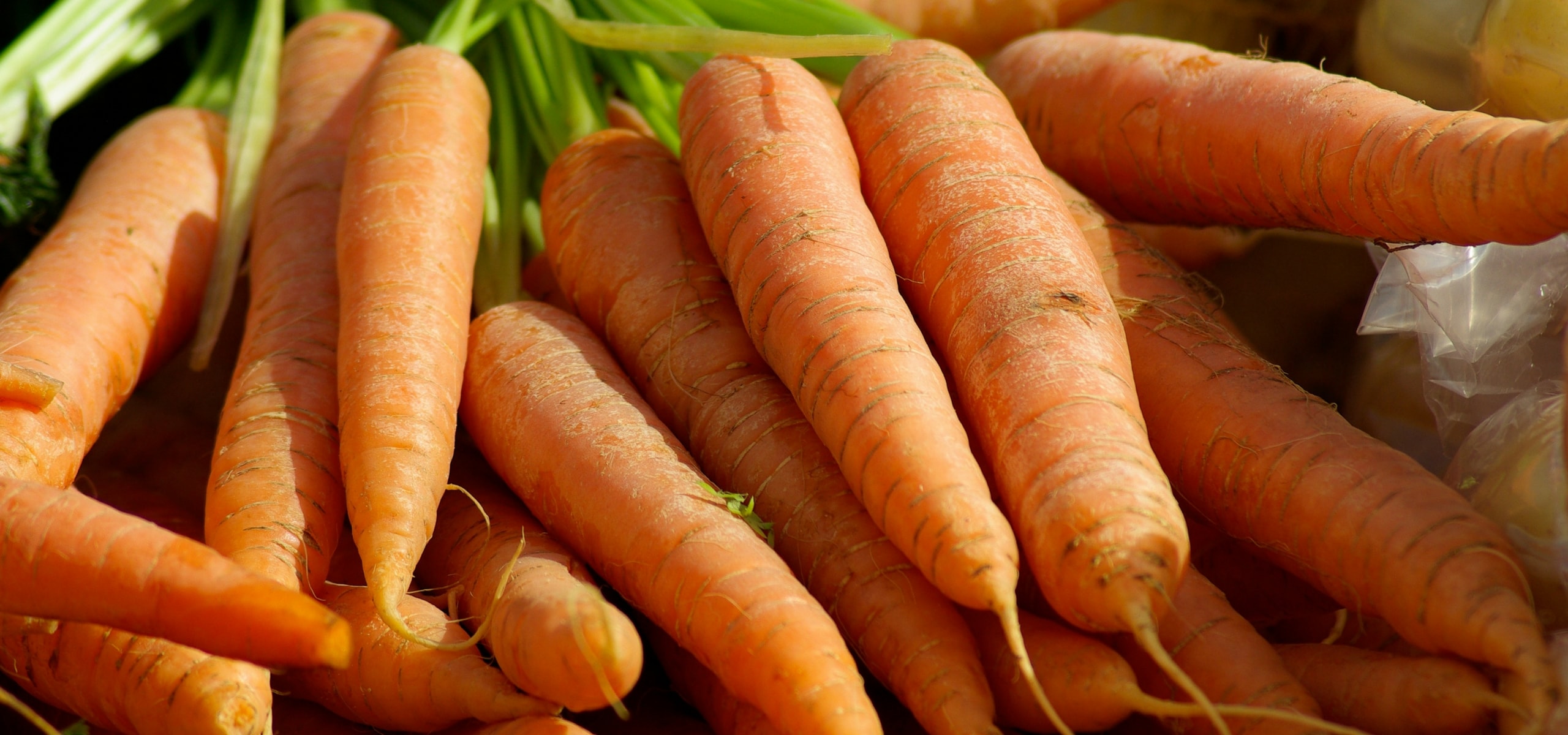 Succeeding in carrot cultivation