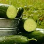 Succeeding in growing cucumbers and gherkins