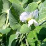 Succeeding in growing peas