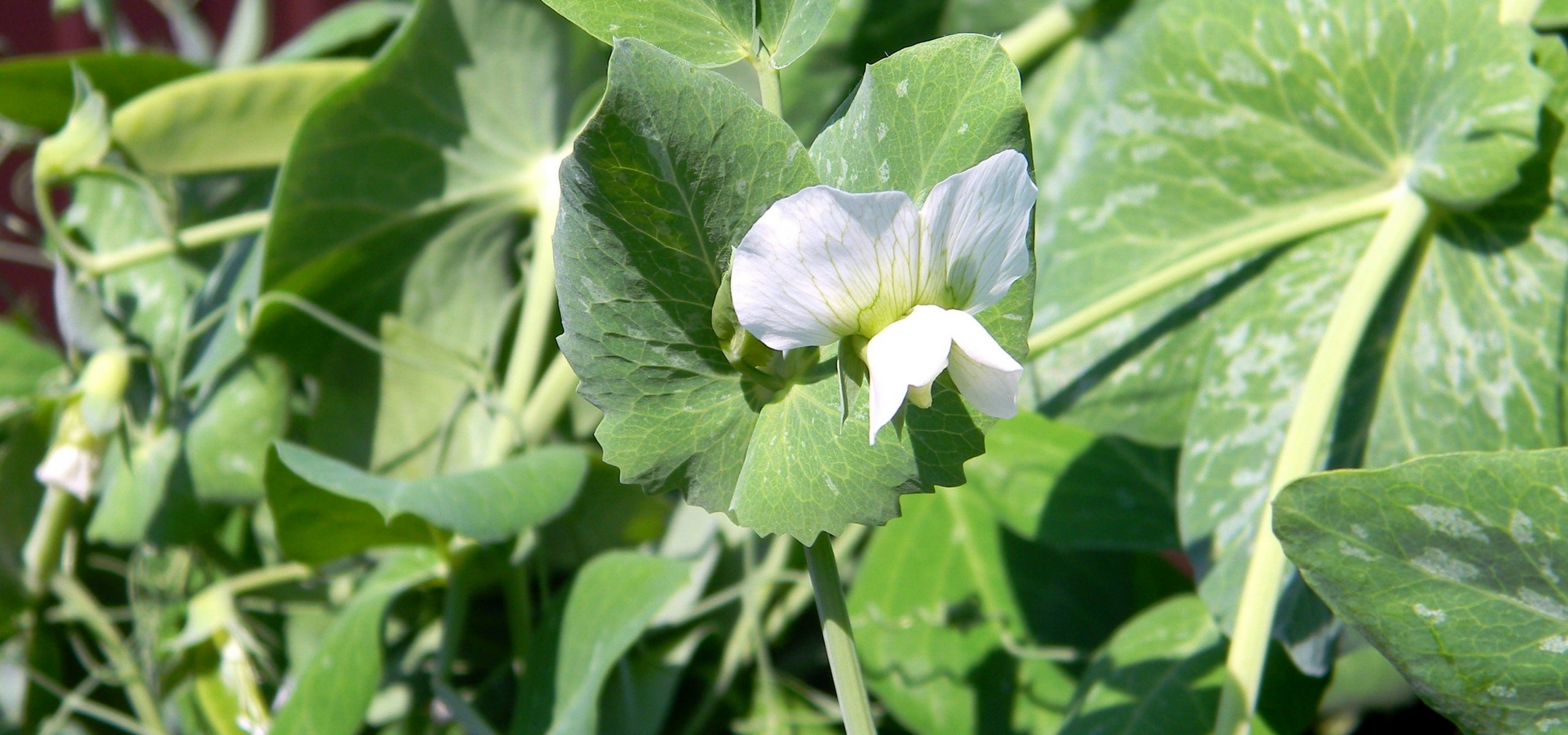 Succeeding in growing peas