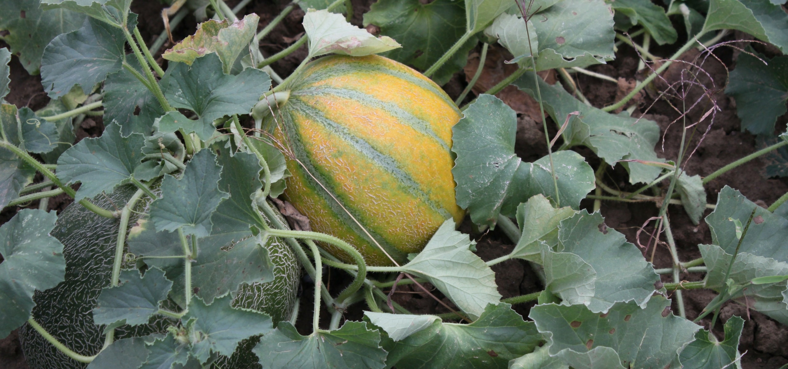 Succeeding in melon cultivation