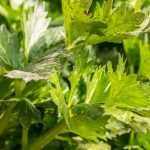 Celeriac, celery branch: sow, plant, grow, harvest