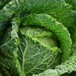 Growing cabbage and Milan cabbage