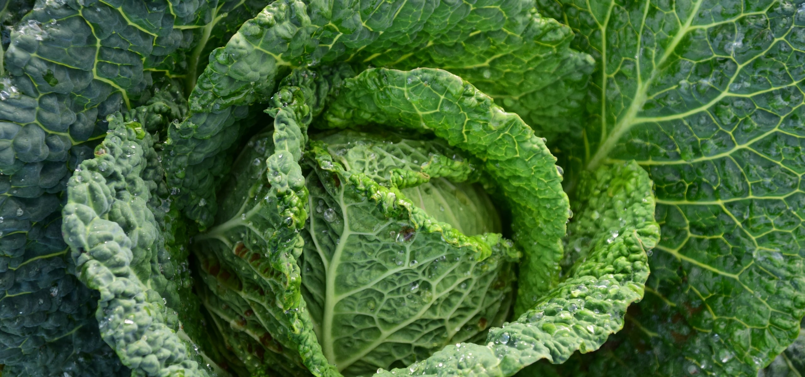 Growing cabbage and Milan cabbage