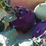 Succeeding in kohlrabi cultivation