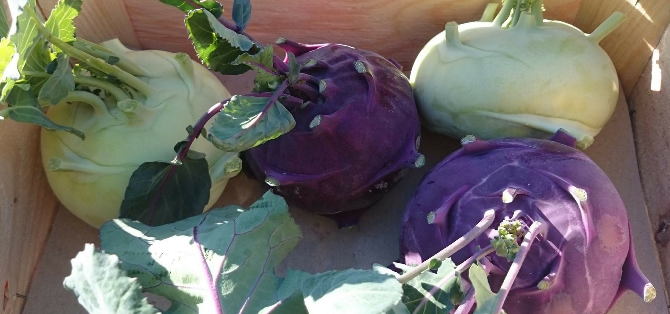 Succeeding in kohlrabi cultivation