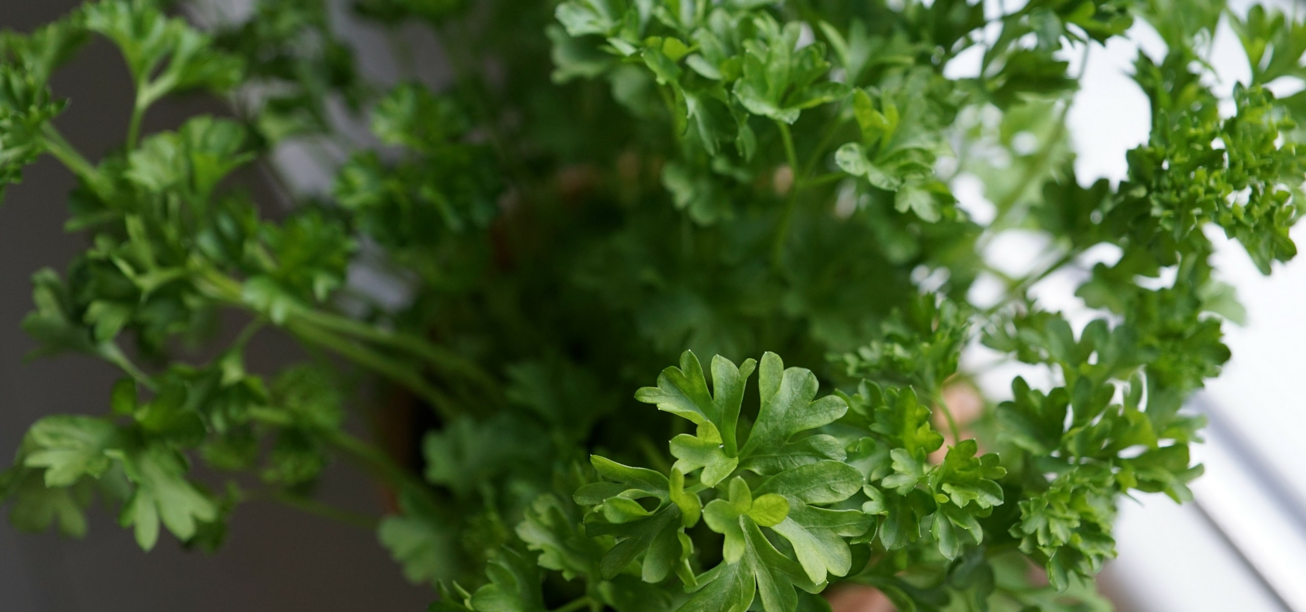 Succeeding in growing parsley