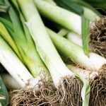 Succeeding in leek cultivation