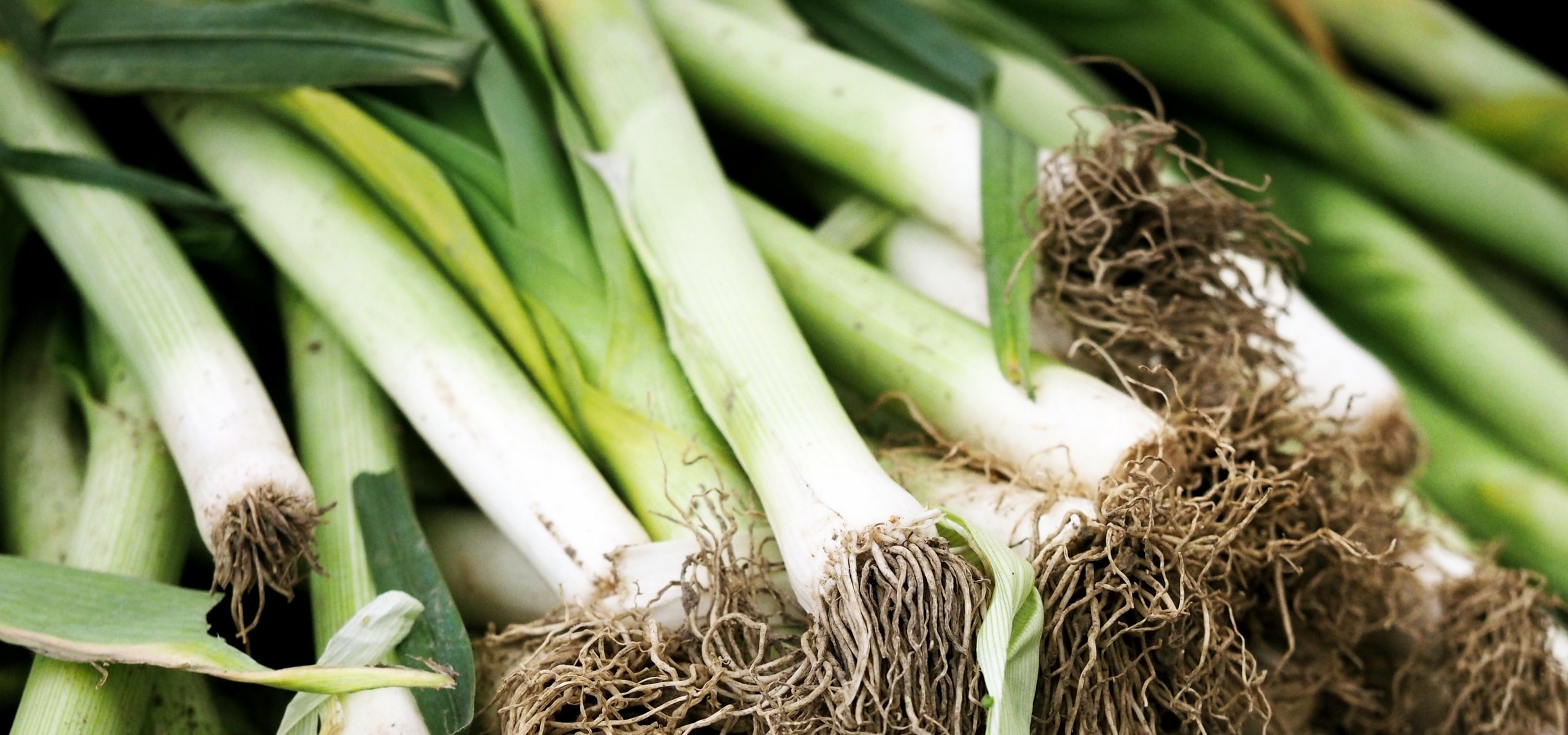 Succeeding in leek cultivation