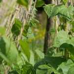 Support climbing varieties of vegetables