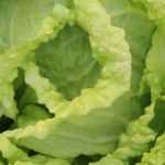 Succeeding in growing Chinese cabbages