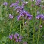 Green manures: why, how?