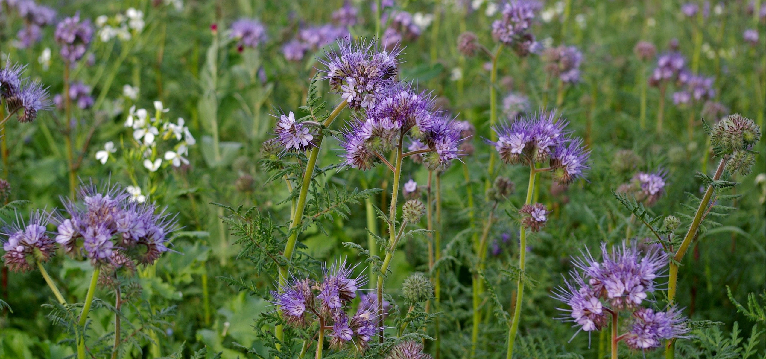 Green manures: why, how?