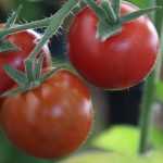 Succeeding in growing tomatoes