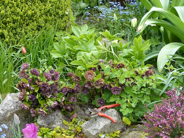 Caring for Oriental Hellebores in 5 simple steps