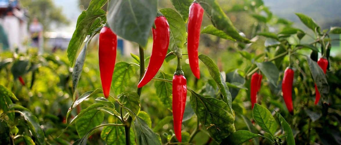 Choosing Your Chillies Based on Their Heat Level