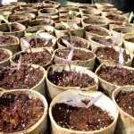 Early sowing in the vegetable garden: let's get started!