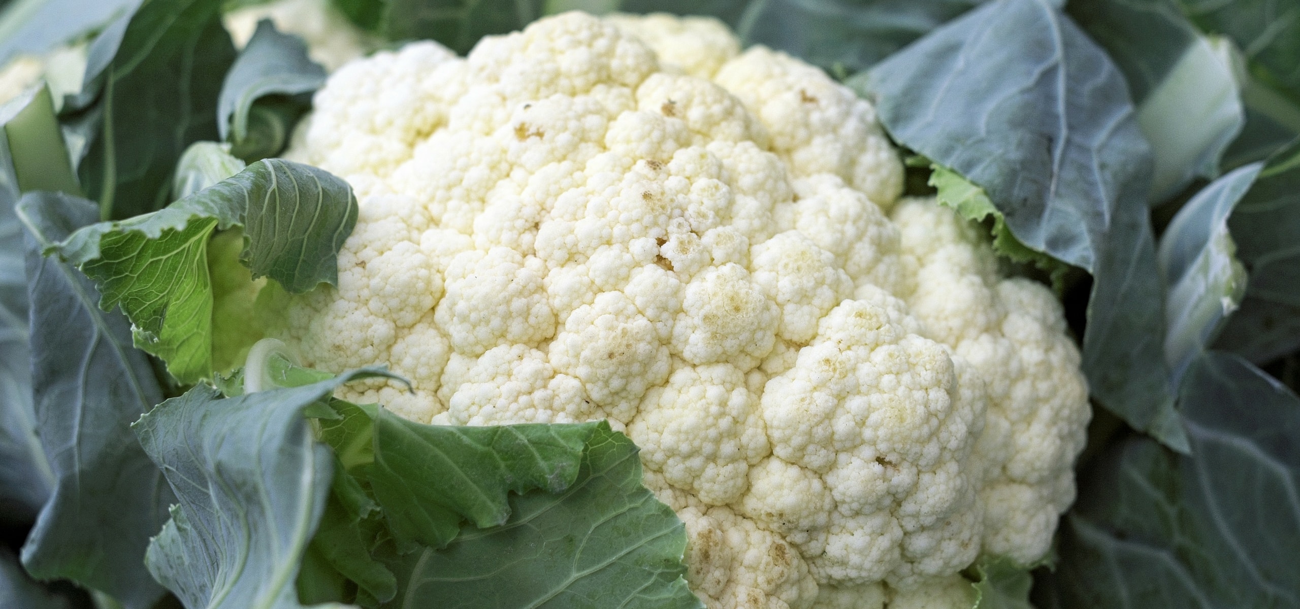 Succeeding in growing cauliflower and broccoli