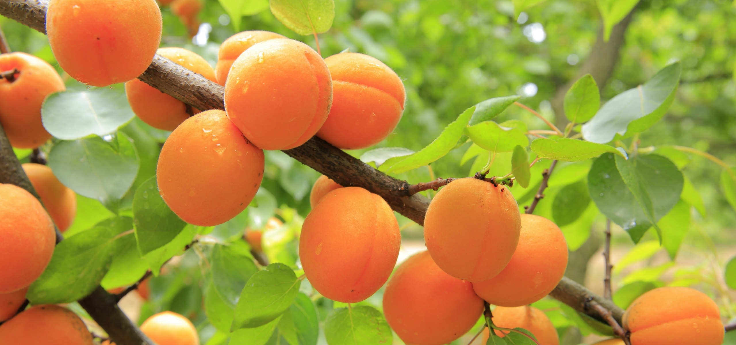 Apricot tree: planting, pruning and care