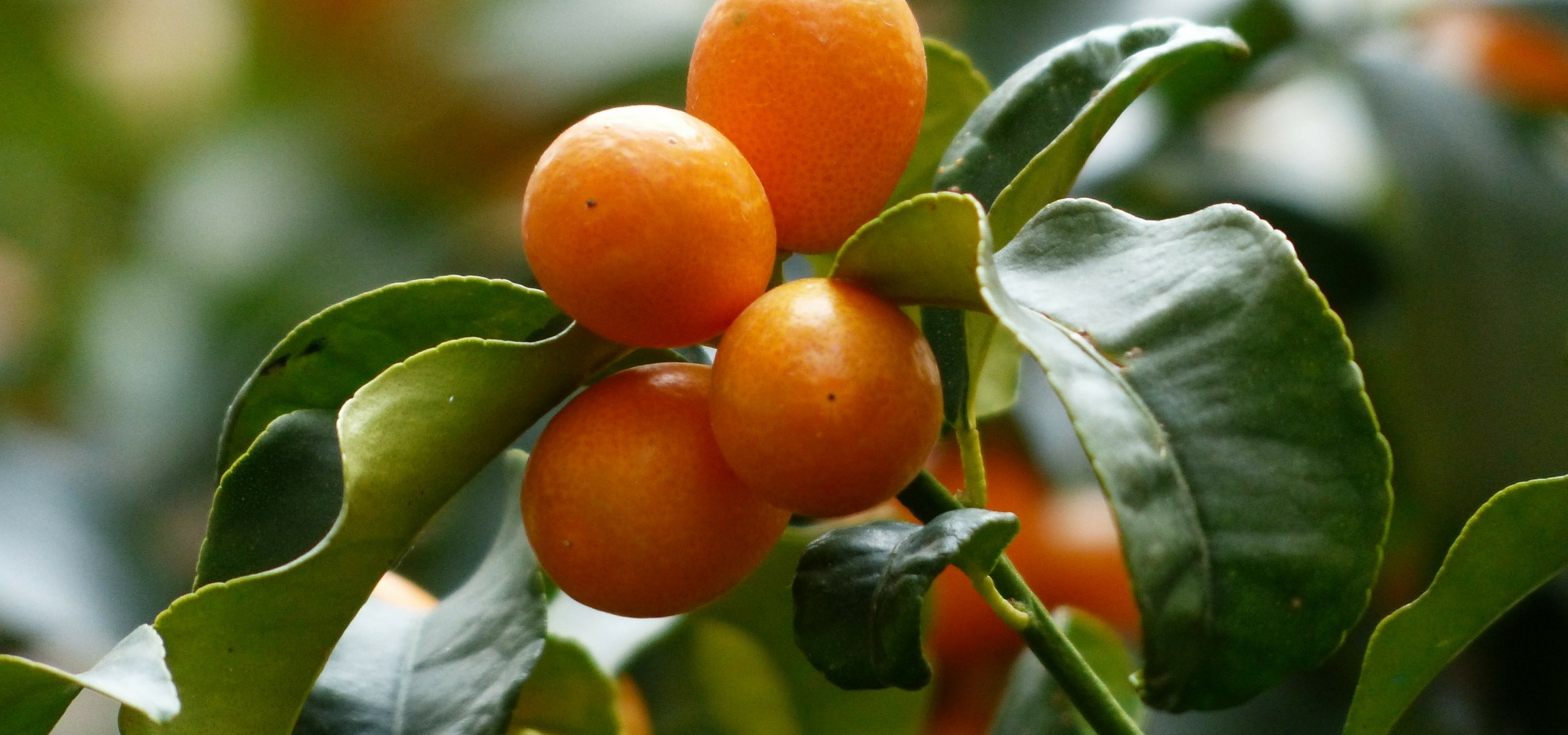 Citrus trees: planting and maintenance