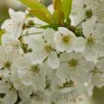 Cherry tree: planting, pruning and maintenance