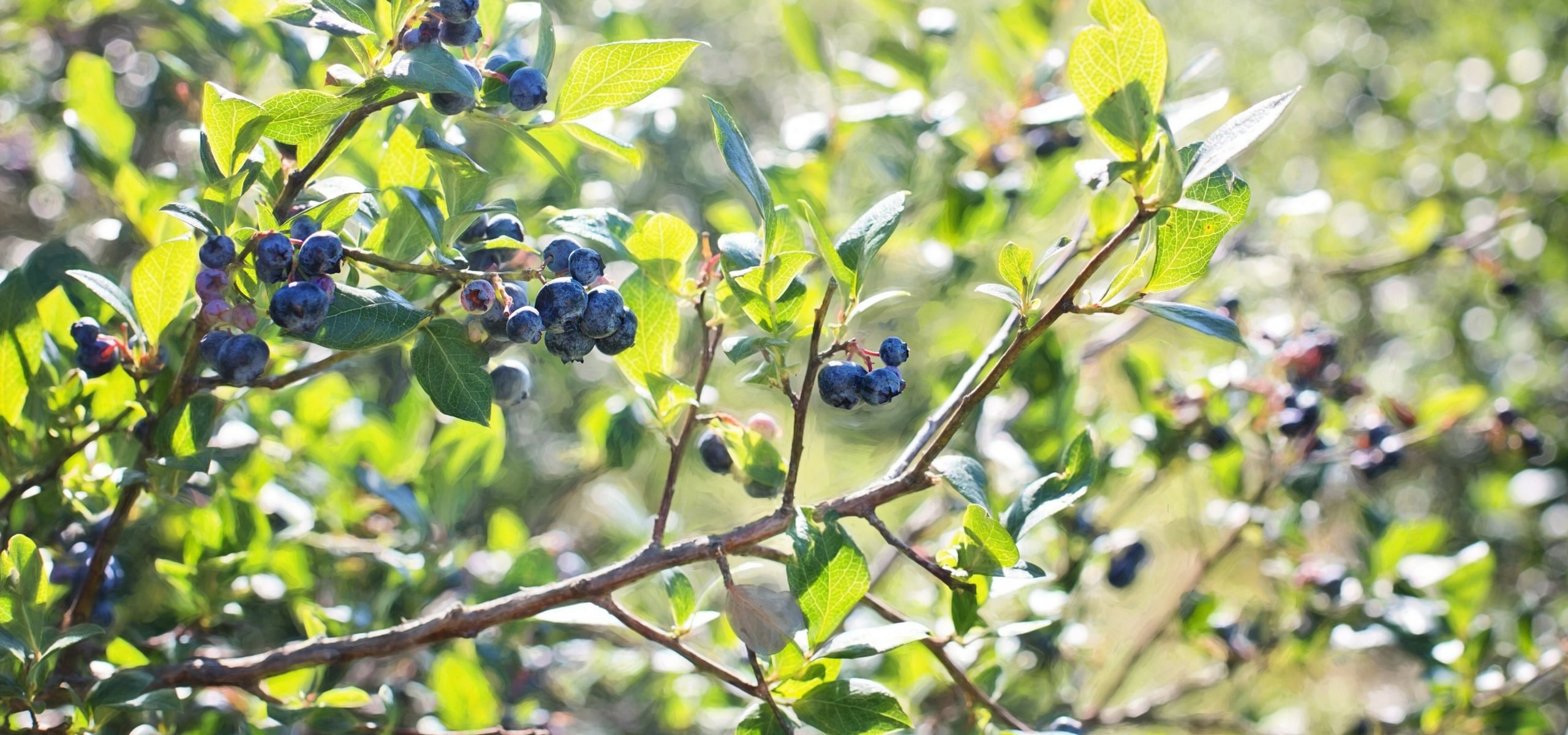 Growing blueberries