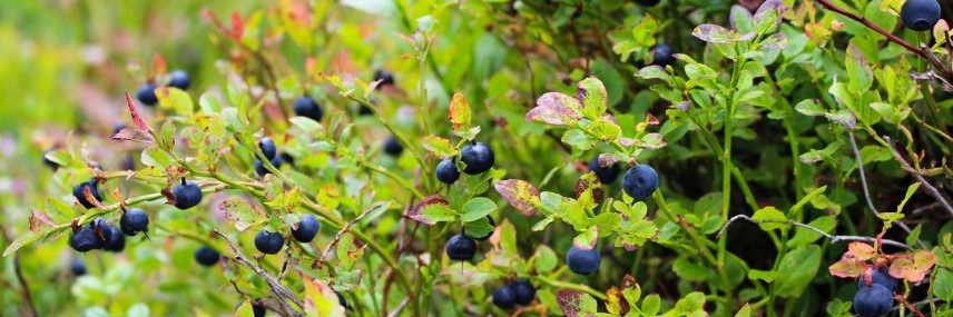 Growing Blueberries