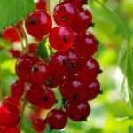 Planting young fruits