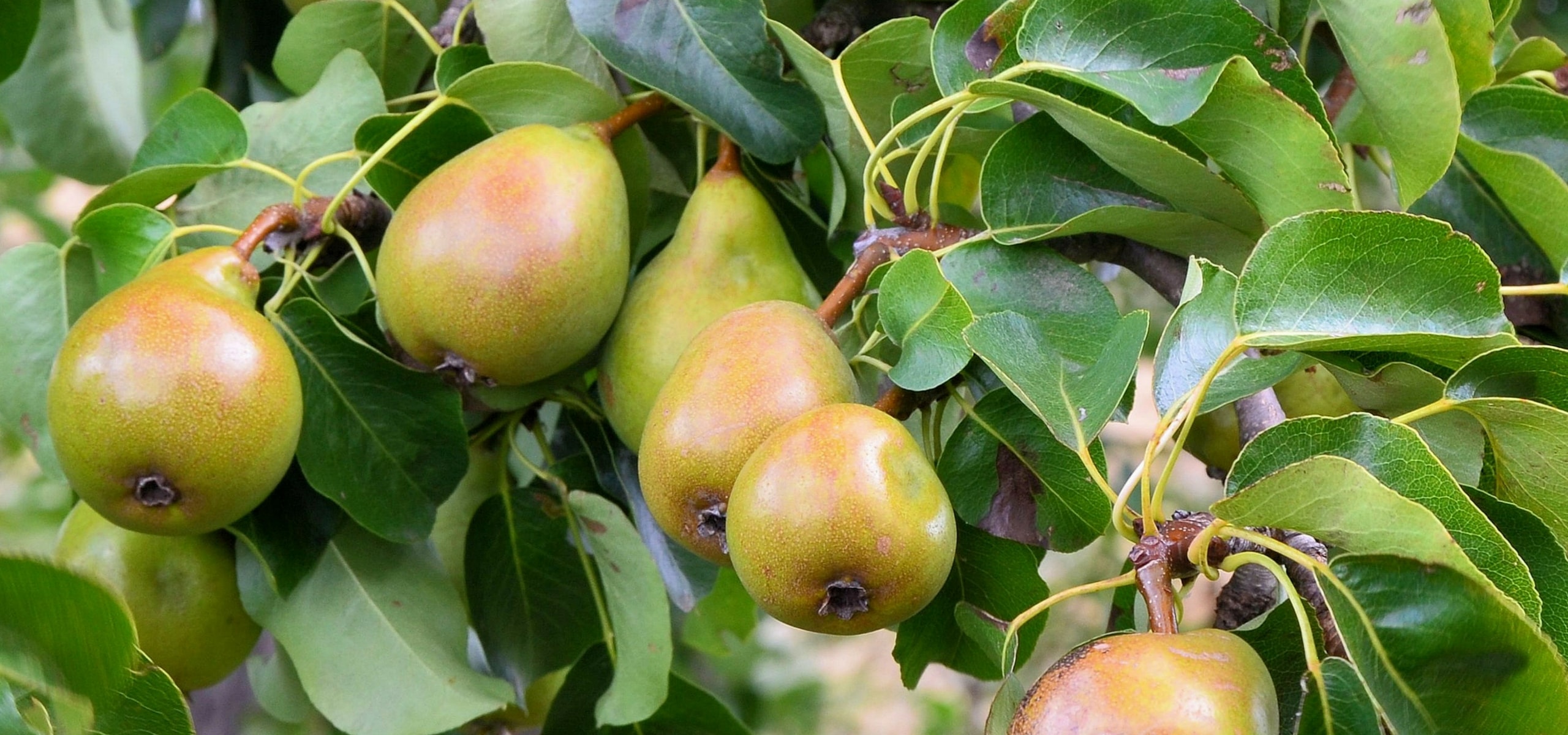 Pyrus: planting, pruning and care