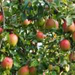 Apple tree: planting, pruning and care
