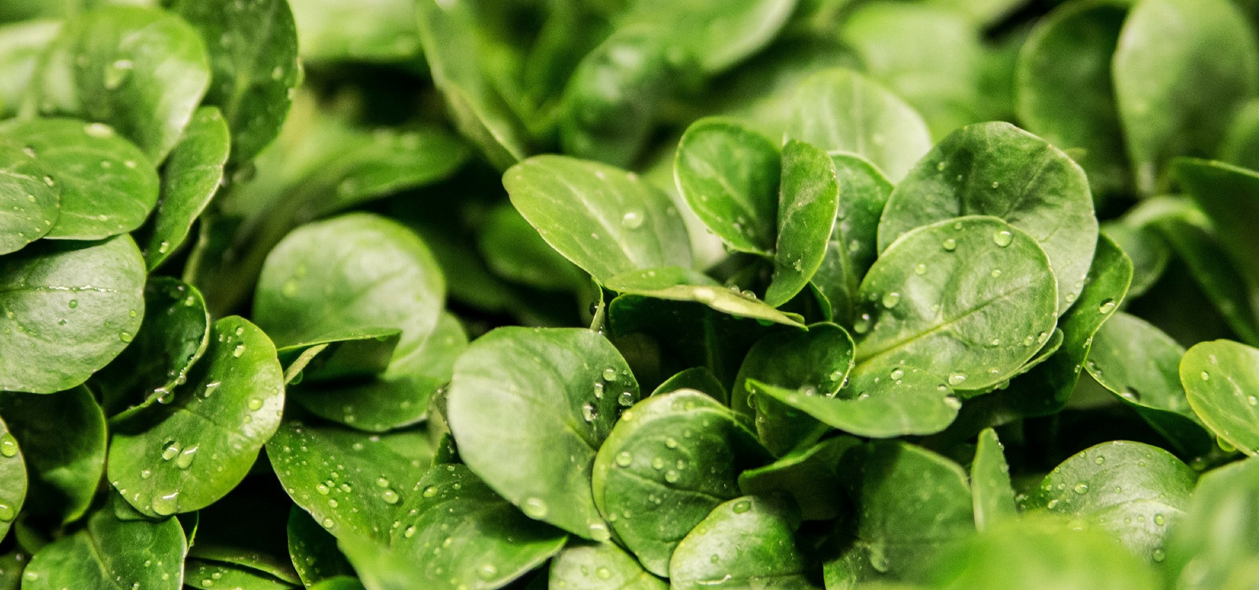 Succeeding in growing lamb's lettuce