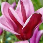 5 tips to successfully grow ericaceous shrubs